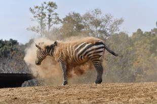 シマウマの行動をご紹介~