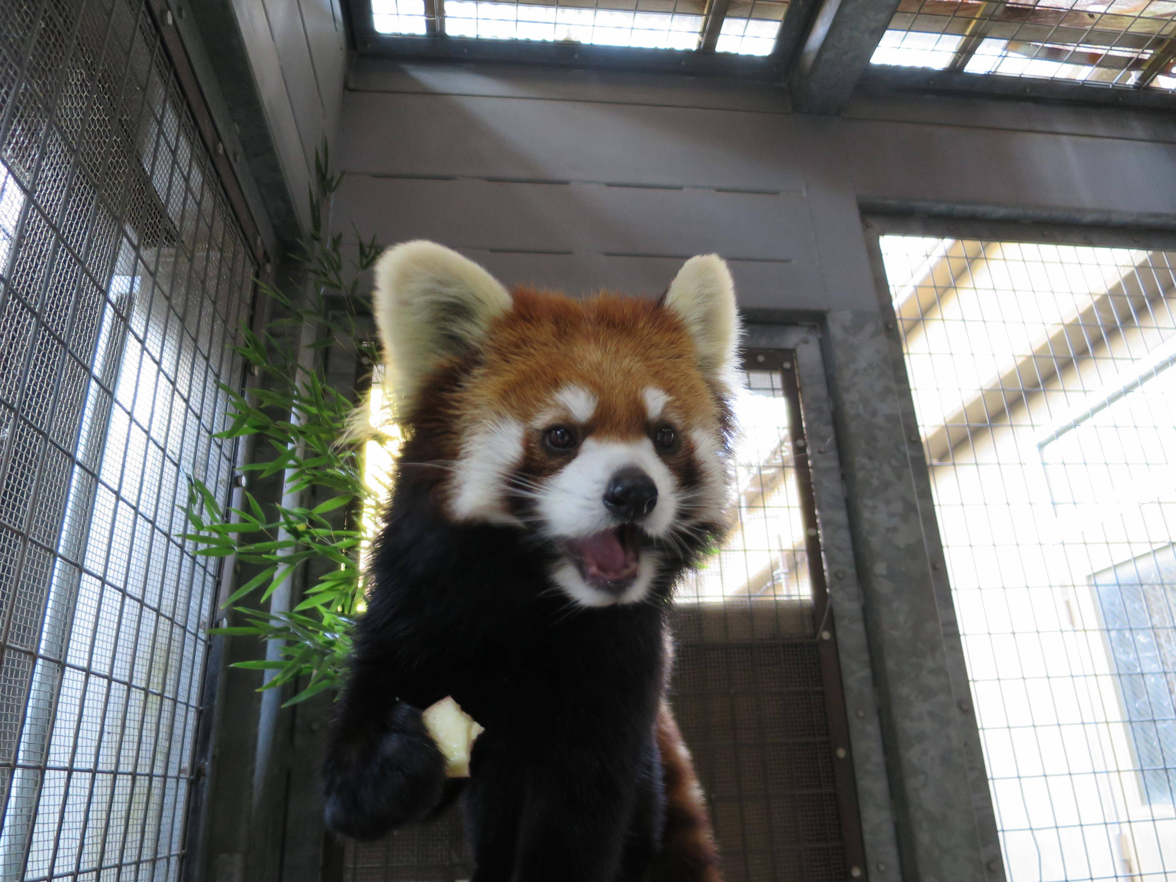 キク元気です。の写真