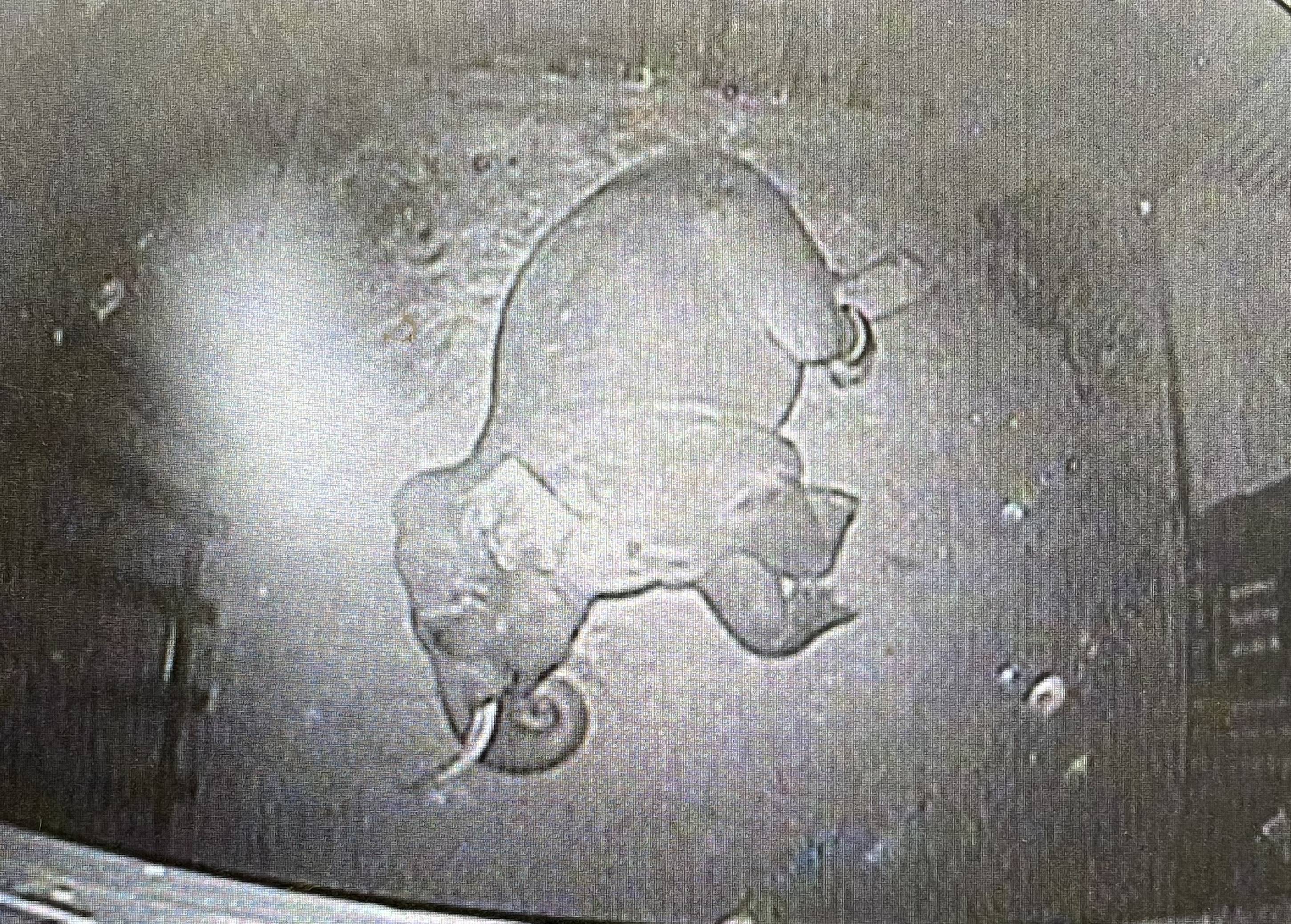 寝るゾウは育つゾウ!の写真