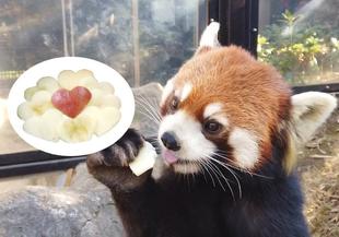 バレンタイン特別ガイド 動画配信中♪