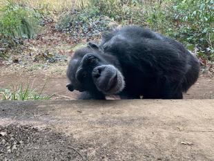 先週のチンパンジー④