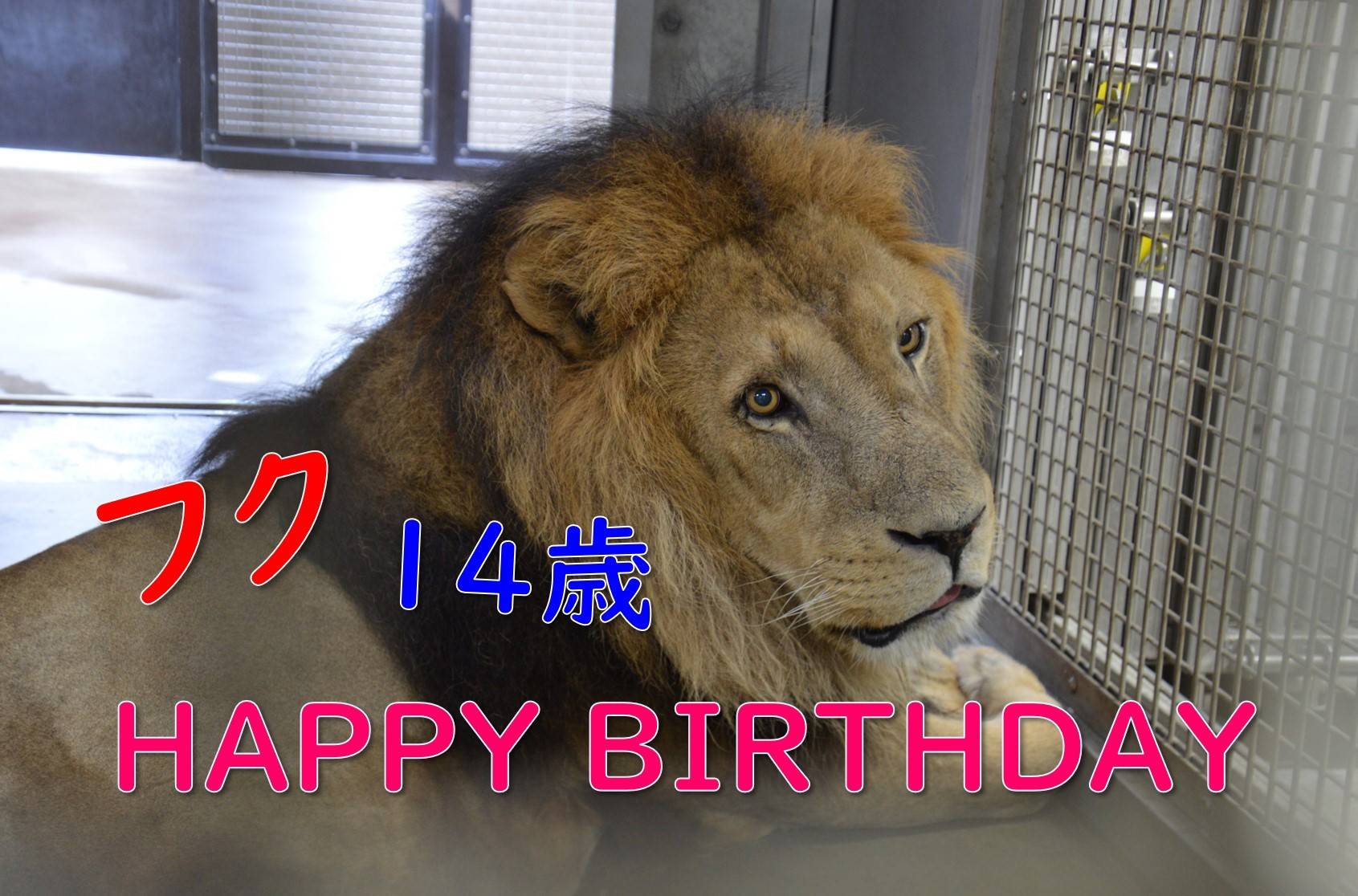 フク14歳の誕生日!の写真