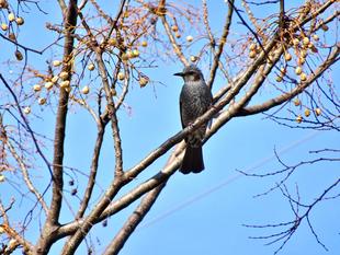 ~いただきます~