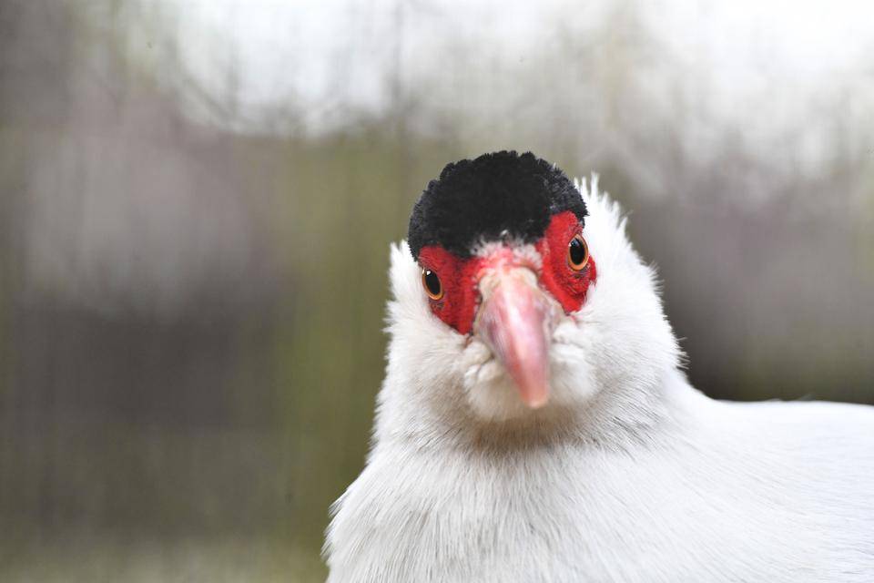 「鳥の正面顔が好き」っていうお話の写真