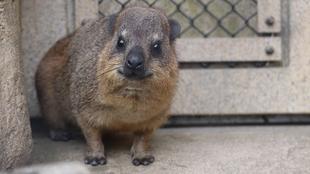 あらためてケープハイラックスのご紹介！④