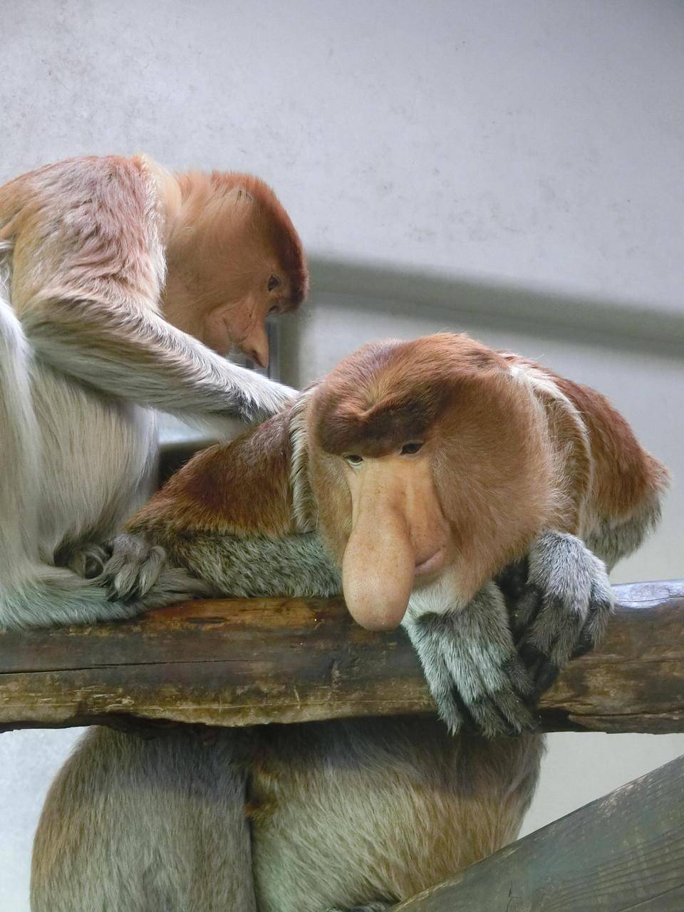 テングザルの毛つくろい☆*+。の写真