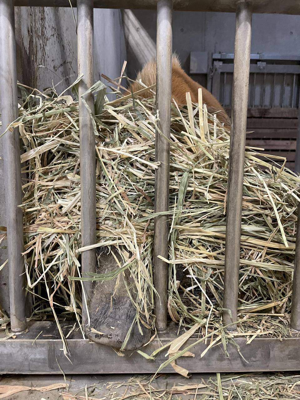 なぜ運ぶ!?の写真