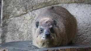 ケープハイラックスの健康管理