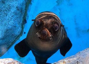 ワン、元気です！