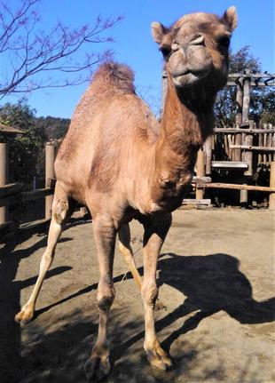 ピノ11歳おめでとう！