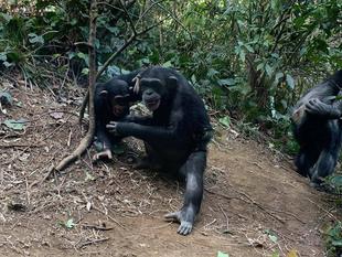 先週のチンパンジー⑥