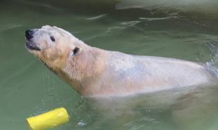 よろしくね☆ゴーゴ