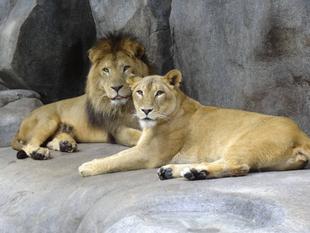 群れ飼育と展示について