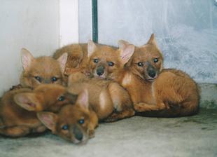 ドールの貴重資料☆*+。