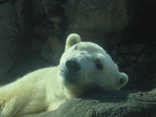 ジャンブイとツヨシとゴーゴ