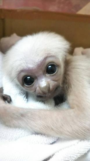 始めまして！ボウシテナガザルのプロイです！