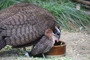 カンムリセイランひなっこ成長記＃9