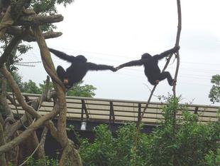 フクの出園とゴウの入園（前編）