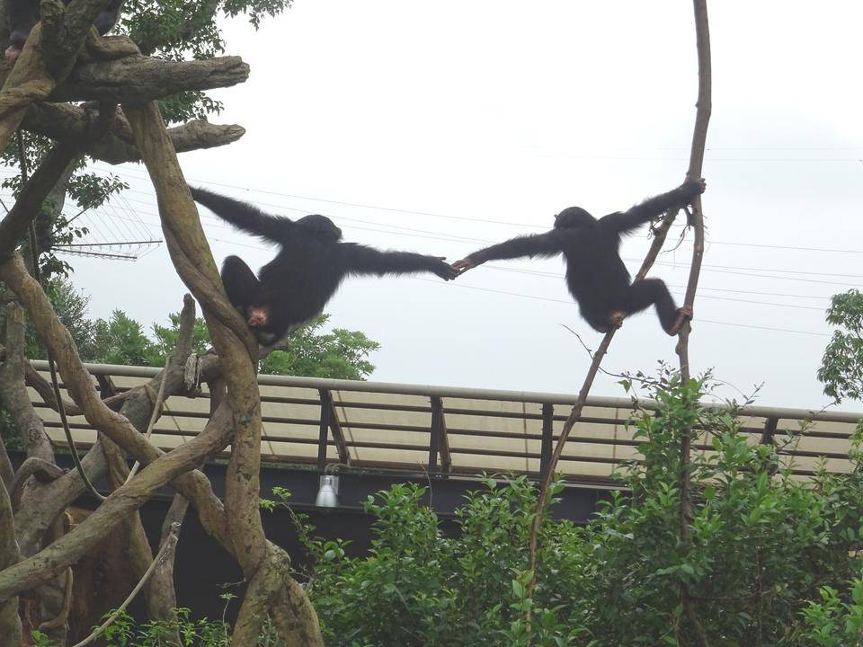 フクの出園とゴウの入園(前編)の写真
