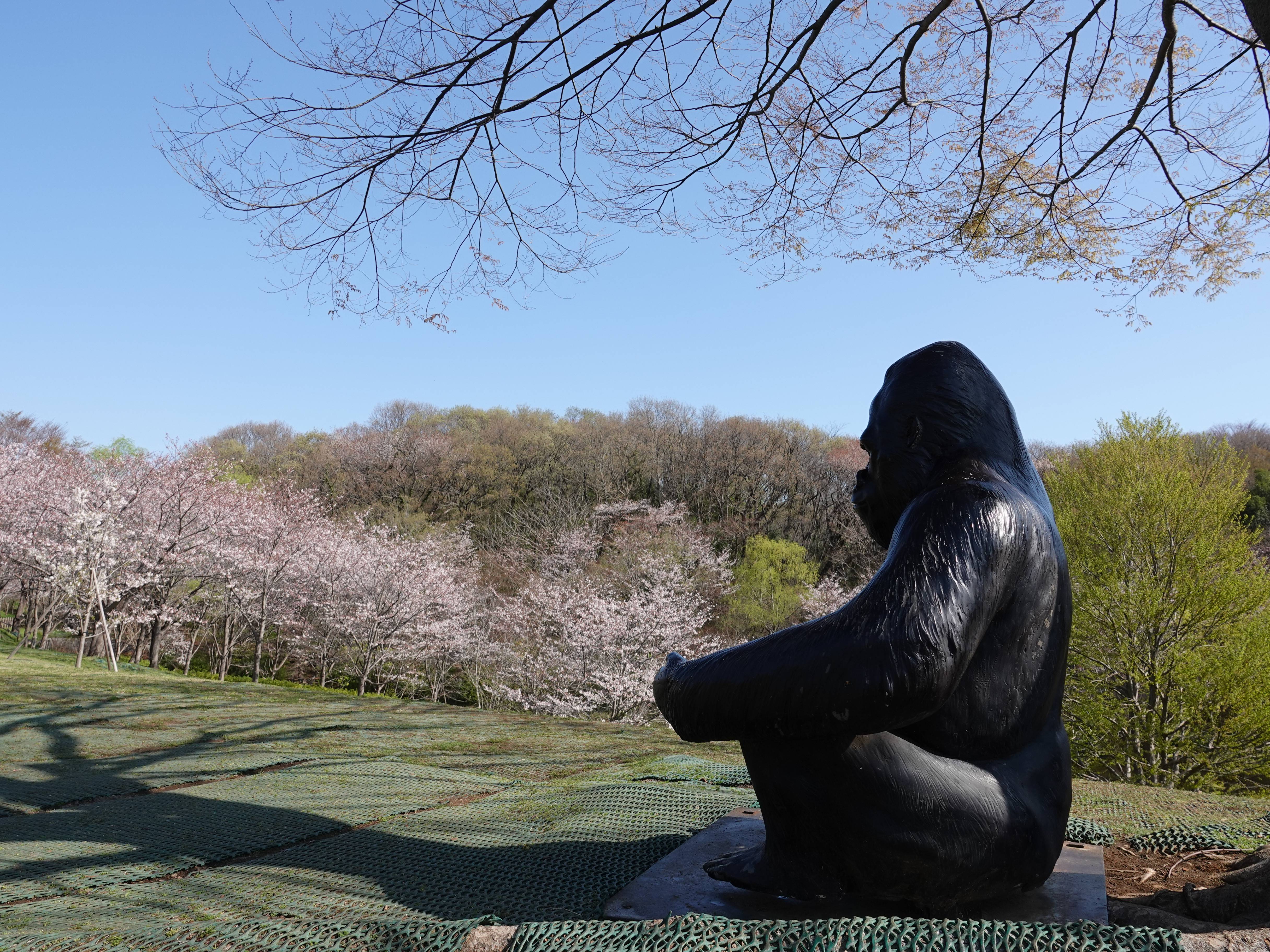 ズーラシアの春事情 桜開花 よこはま動物園ズーラシア公式サイト 公益財団法人 横浜市緑の協会