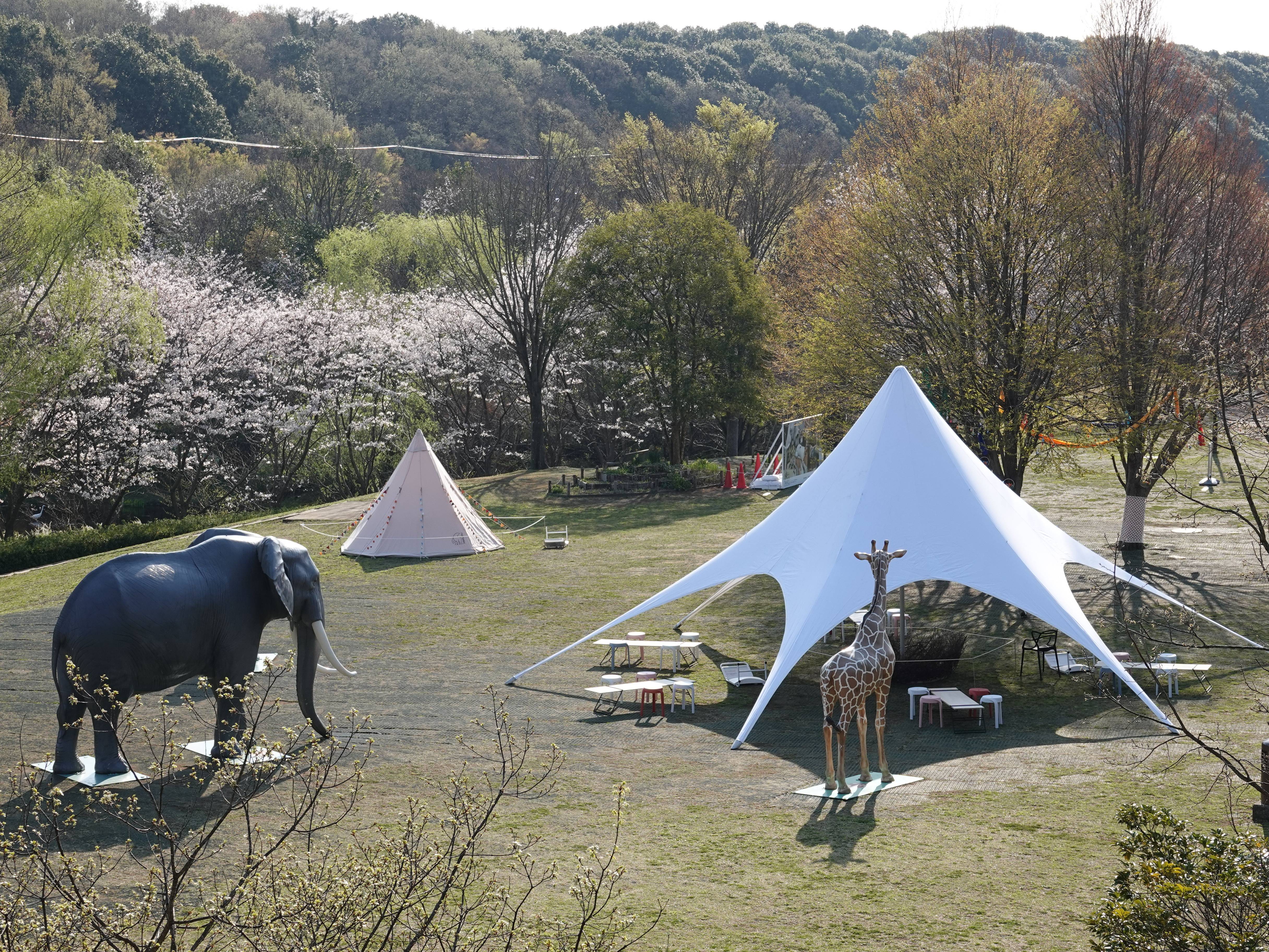 ズーラシアの春事情 桜開花 よこはま動物園ズーラシア公式サイト 公益財団法人 横浜市緑の協会