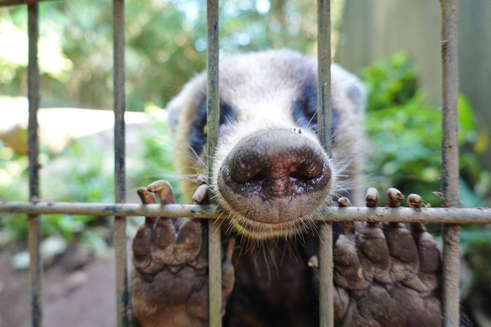 「鼻はかわいい」っていうお話の写真