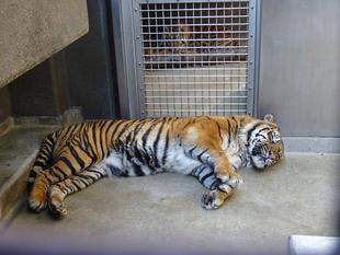 ガンターは特別？？