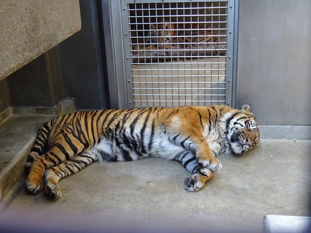 ガンターは特別??の写真