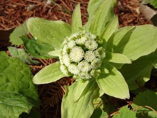 ズーラシア春夏秋冬　～これも花～