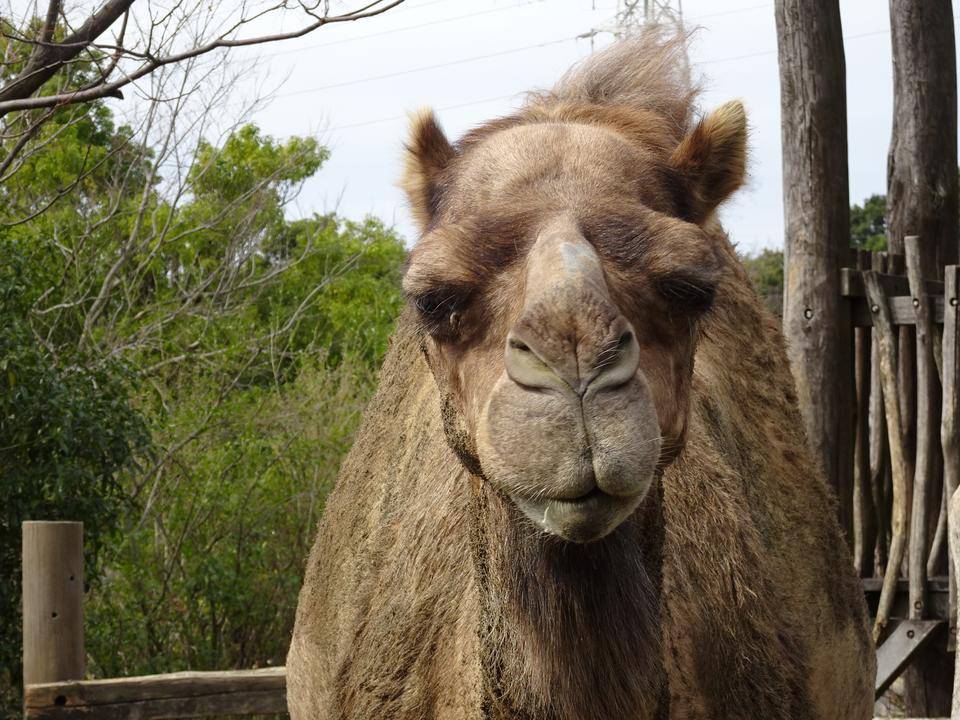 フカフカで最高!の写真