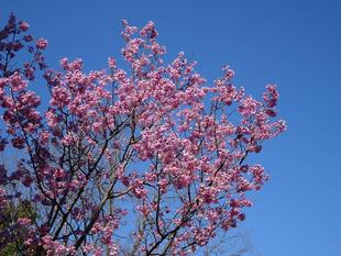 ズーラシア春夏秋冬　～横浜の春～