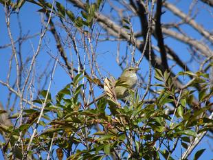 ズーラシア春夏秋冬　～春告鳥～