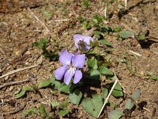 ズーラシア春夏秋冬　～春の花なのに・・・～