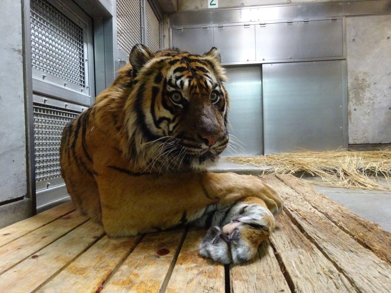 朝一ガンター・・・③の写真