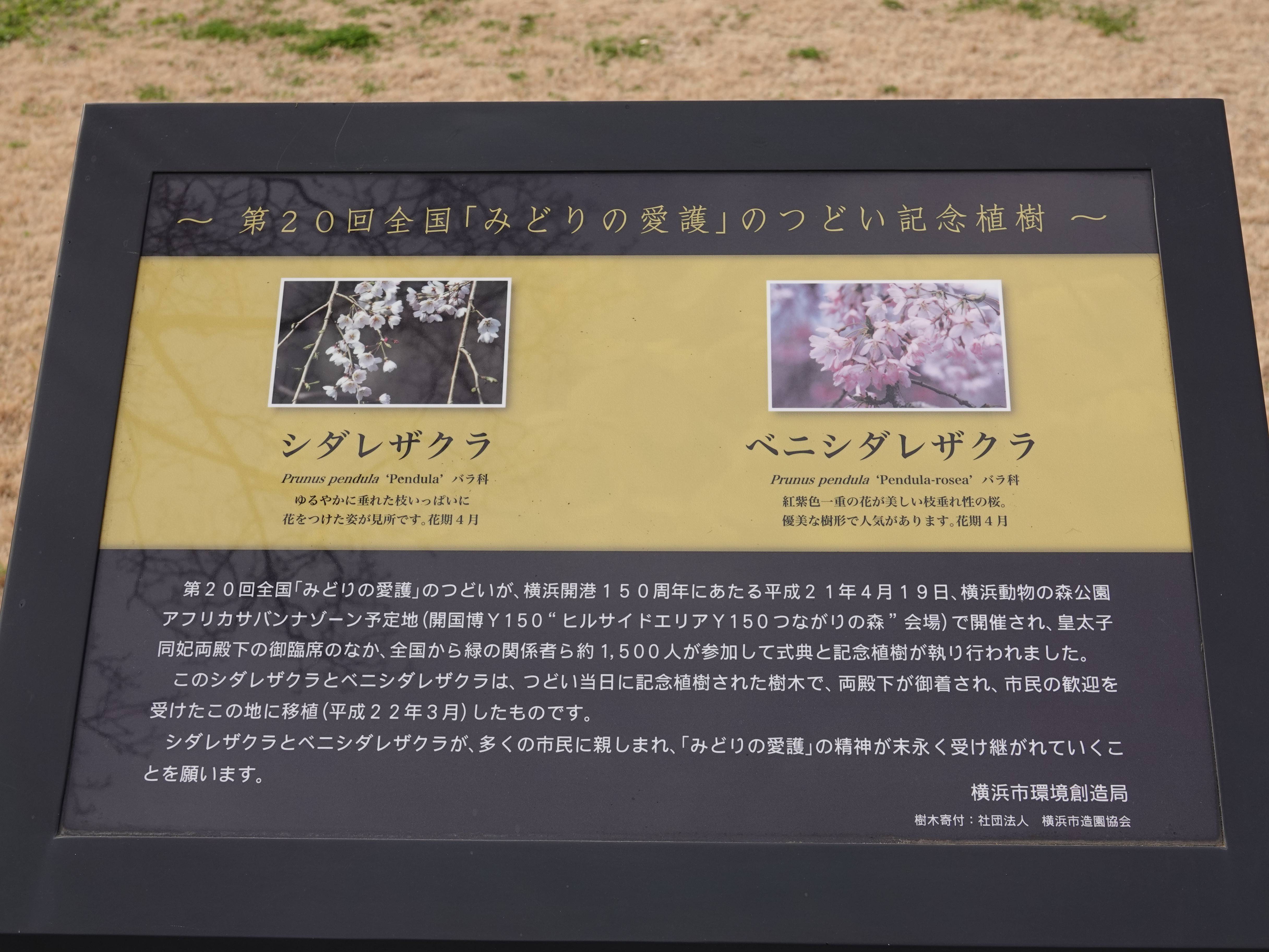 ズーラシアの春事情⑤の写真
