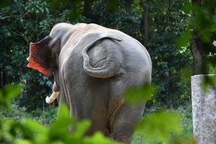 「草食動物のおしりが好き」っていうお話