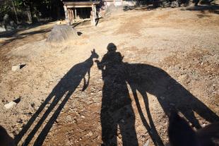 アカカンガルーの成長