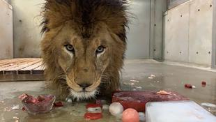 シドウ7歳の誕生日！