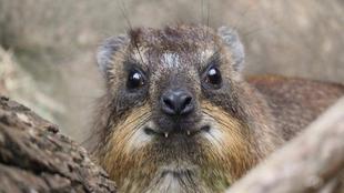 ケープハイラックスのとっておきタイム①