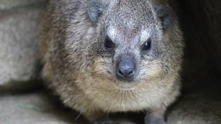 ケープハイラックスとっておきタイム②