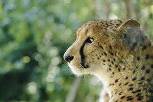 「肉食動物の横顔が好き」っていうお話