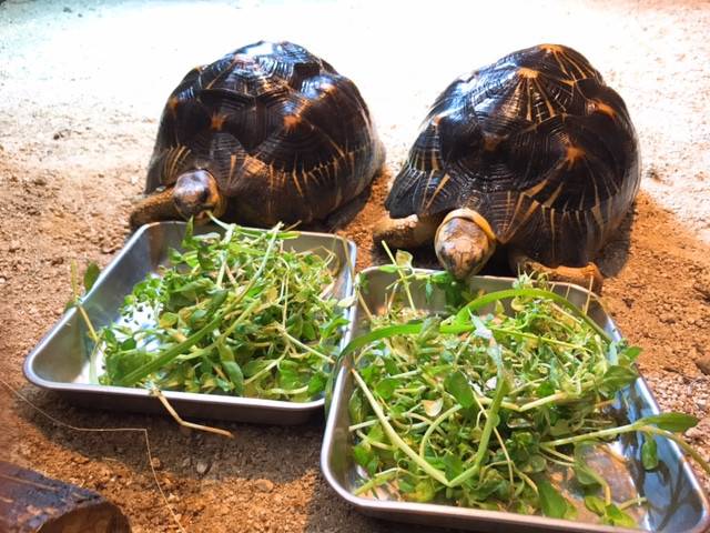 ジャングルキャンプのニューフェイス!の写真