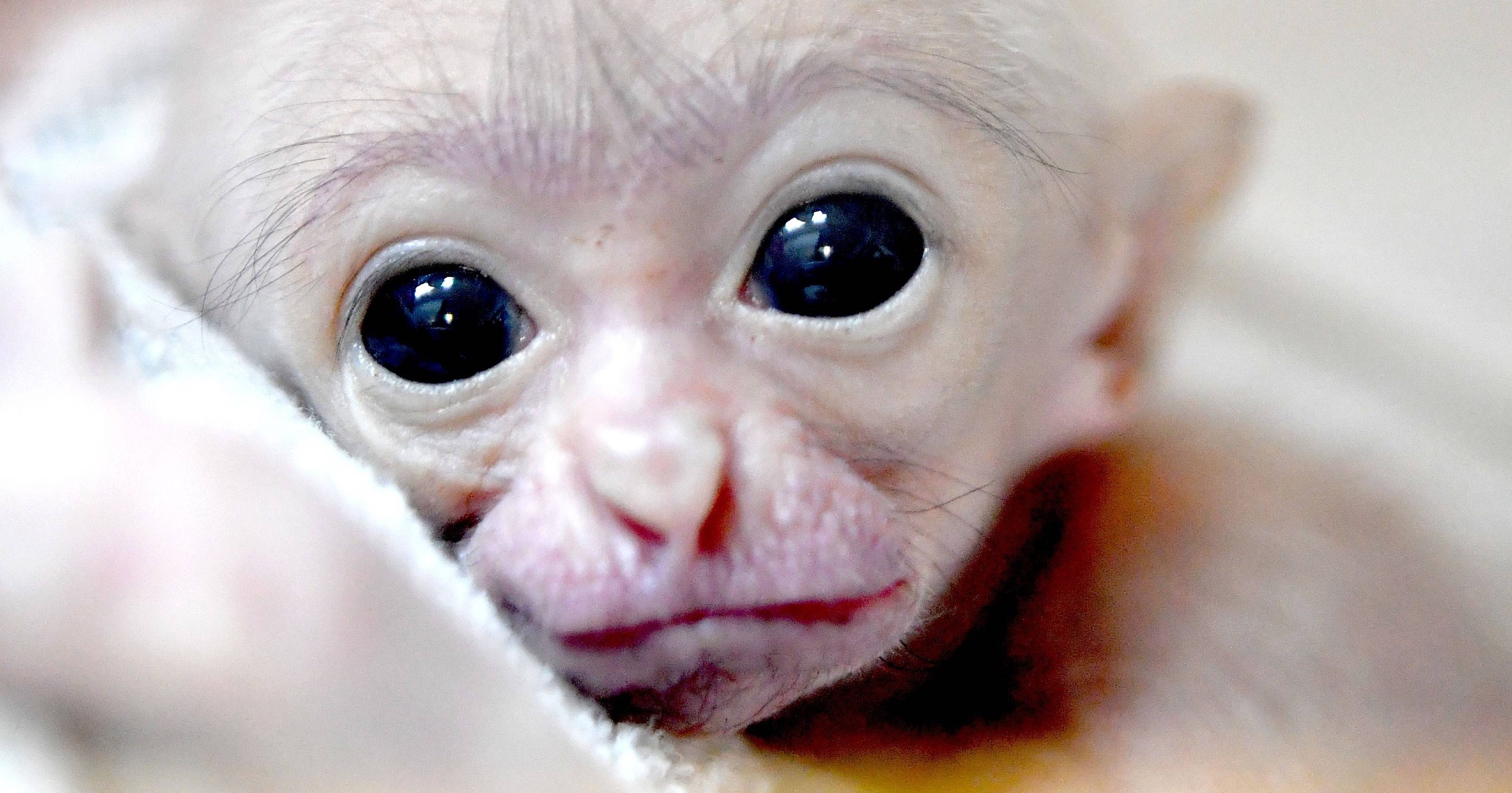 すくすく成長中!ズーラシア生まれの動物紹介の写真