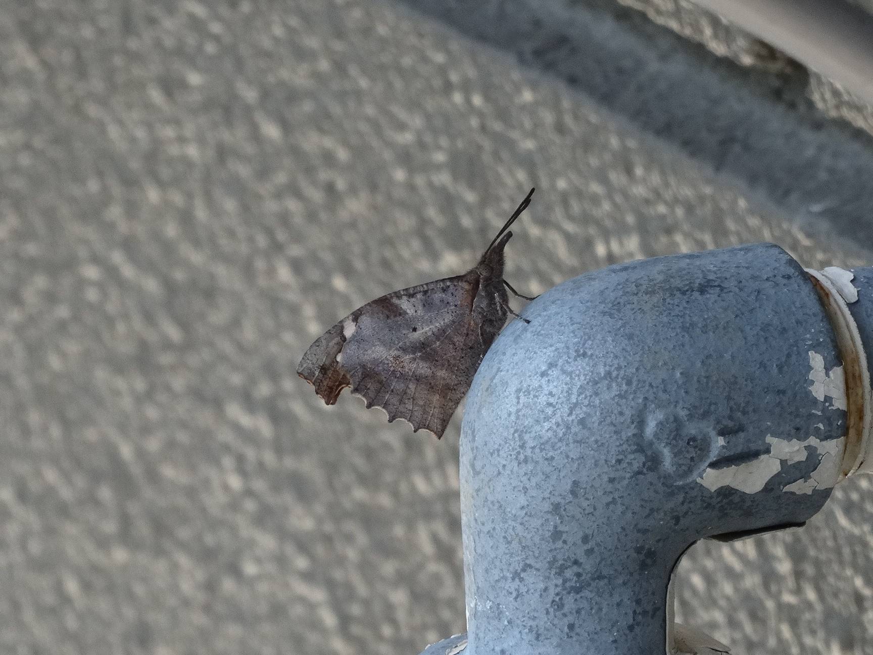 ~啓蟄~の写真