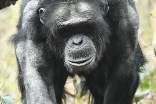 先週のチンパンジー⑦