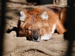 「寝顔を見せたい」っていうお話
