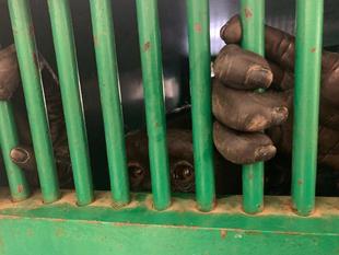 先週のチンパンジー⑧