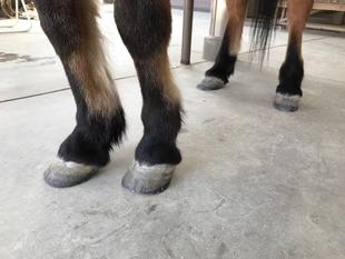 蹄の形のひみつ