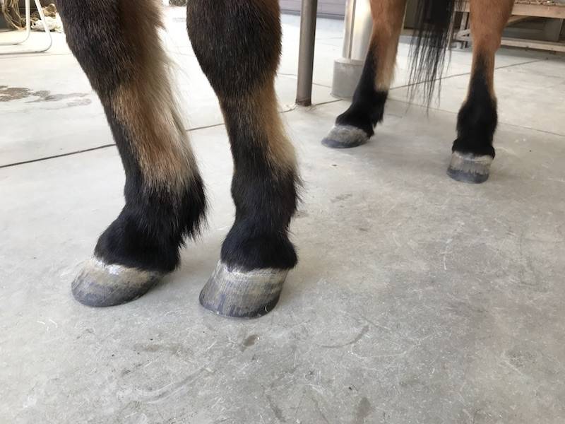 蹄の形のひみつの写真