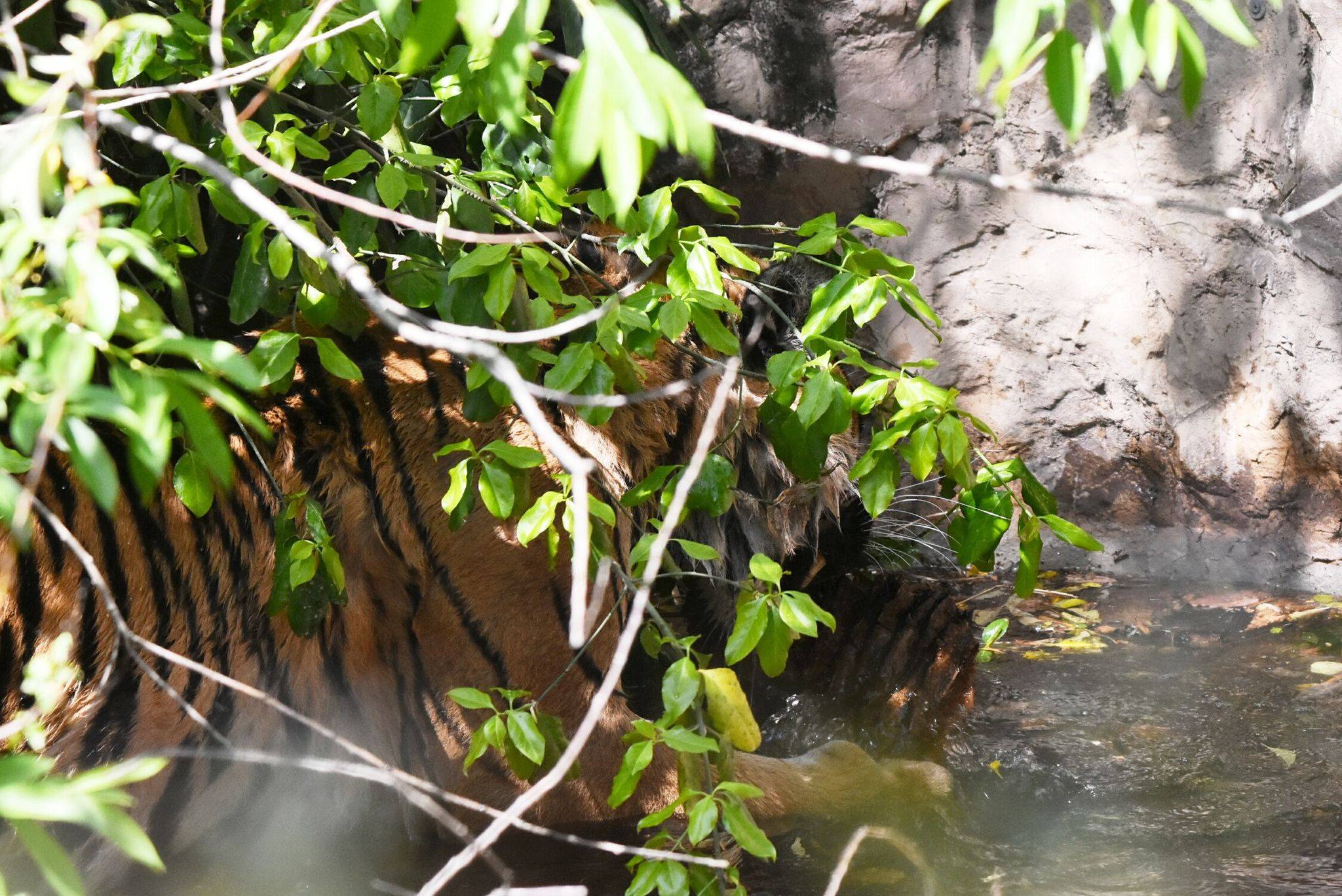 良いもん見っけたぁ~(続編)・・・②の写真